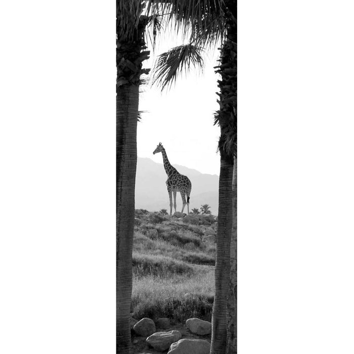 Giraffe Panoramic Gloss Poster Printed | Wallhogs