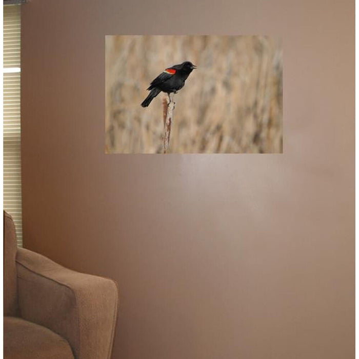 Red Winged Blackbird Wall Decal Installed | Wallhogs