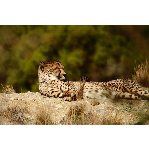 Relaxed Cheetah Gloss Poster Printed | Wallhogs