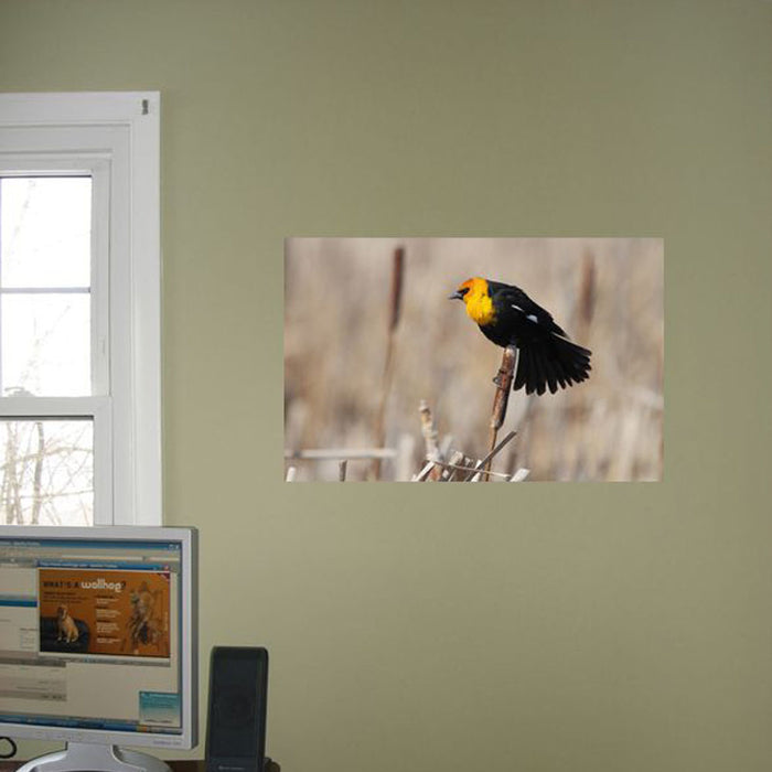 Yellow Headed Blackbird Gloss Poster Installed | Wallhogs