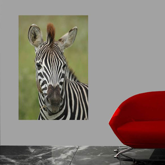 Zebra Portrait Gloss Poster Installed | Wallhogs