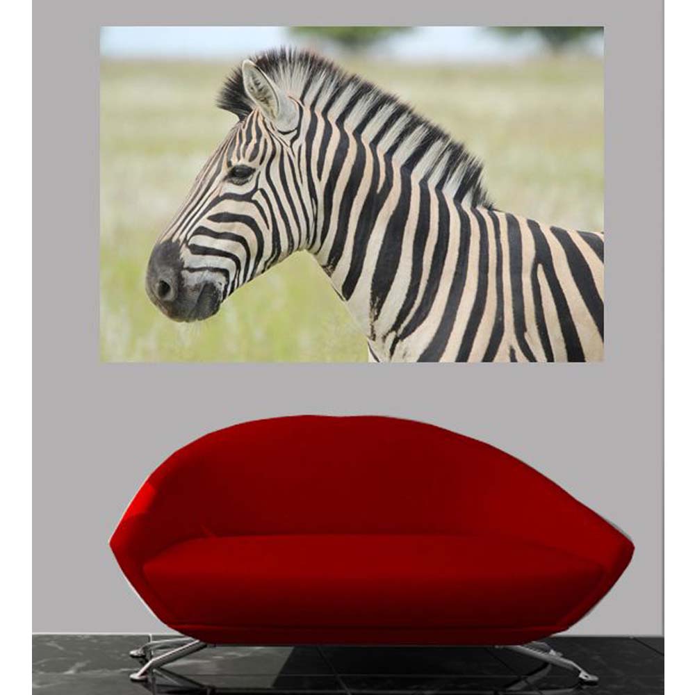 Zebra Profile Gloss Poster Installed | Wallhogs