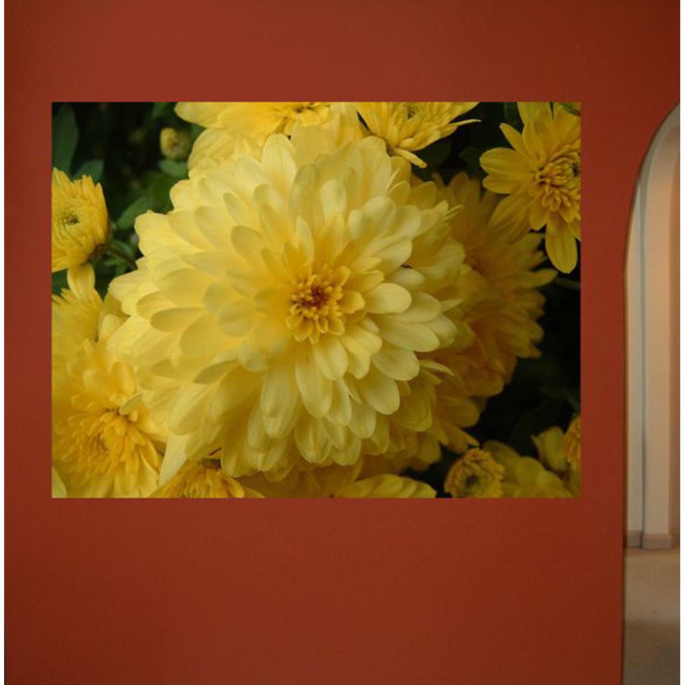 Chrysanthemum Flowers Gloss Poster Installed