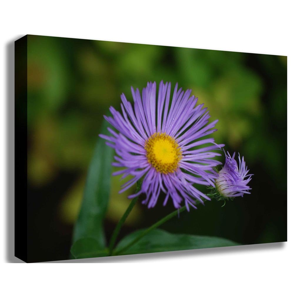 Purple Daisy Canvas Printed | Wallhogs