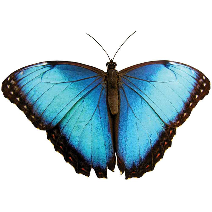 Electric Blue Butterfly Wall Decal Printed | Wallhogs