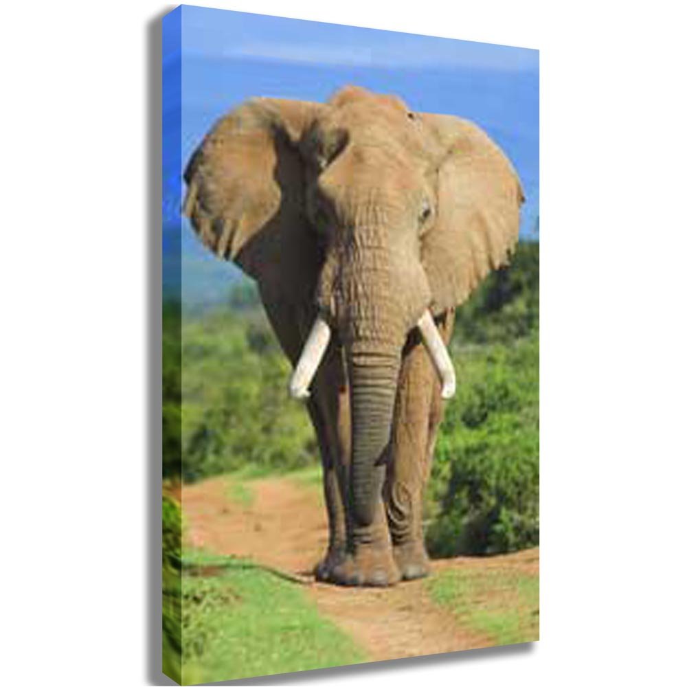 Elephant Charging Canvas Print | Wallhogs