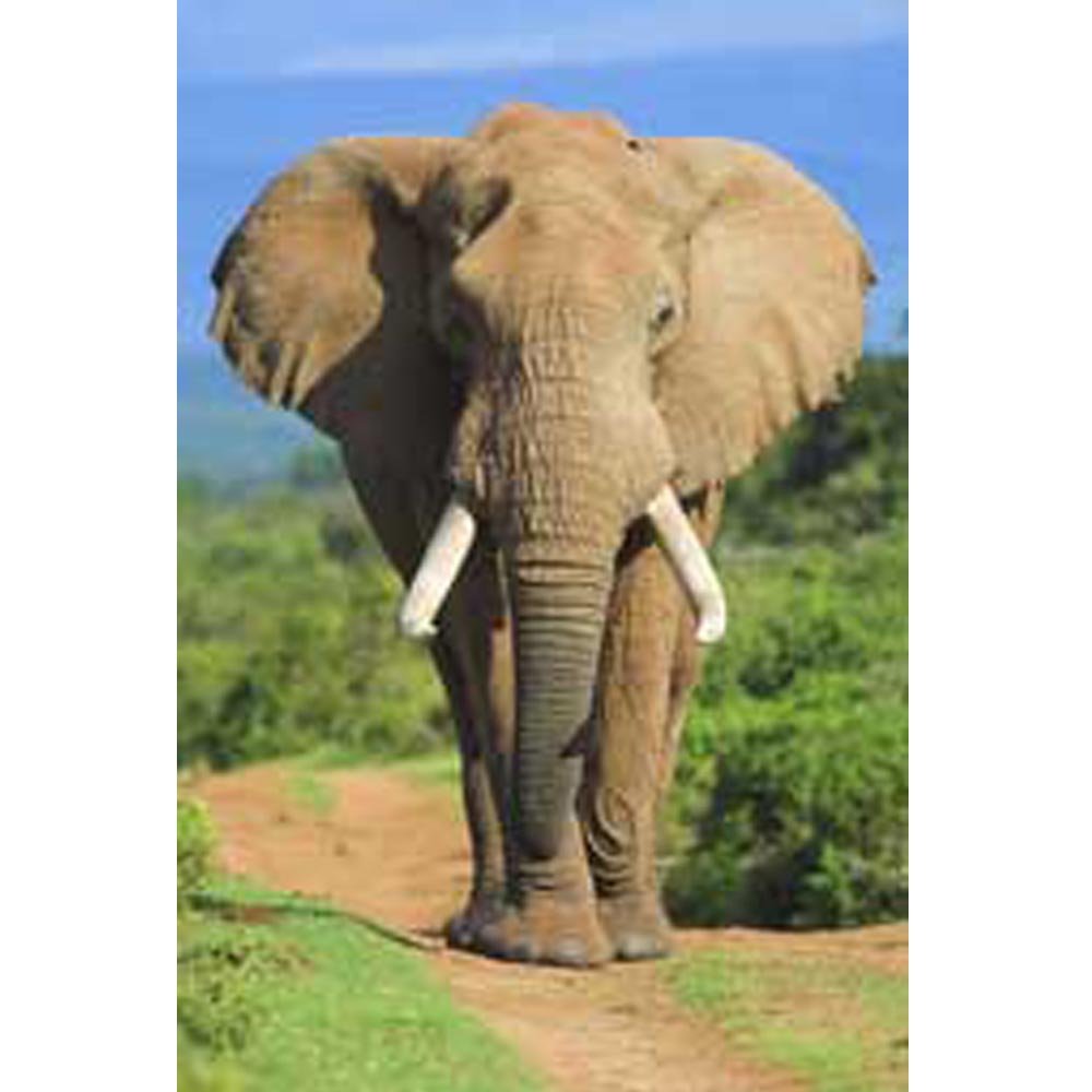 Elephant Charging Gloss Poster Printed | Wallhogs