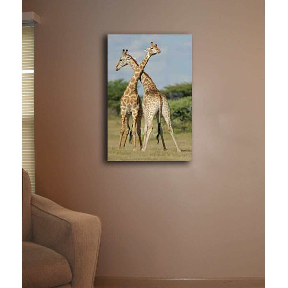 Crossing Giraffes Canvas Print Installed| Wallhogs