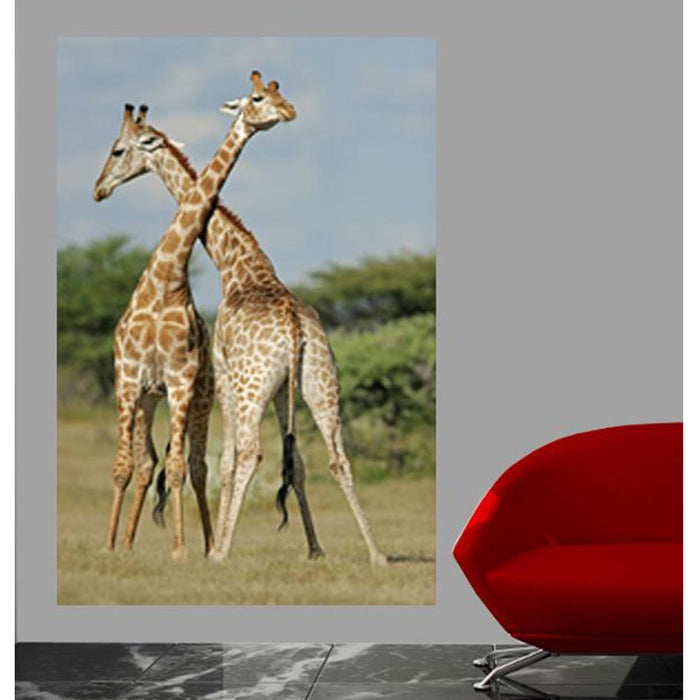 Crossing Giraffes Gloss Poster Installed | Wallhogs