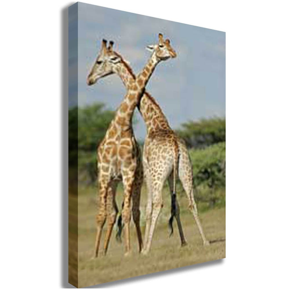 Crossing Giraffes Canvas Printed | Wallhogs
