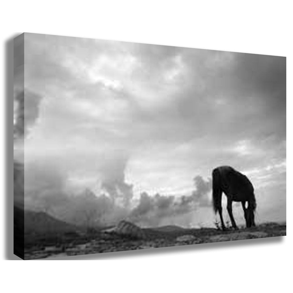 Grazing Horse Canvas Printed & Stretched | Wallhogs