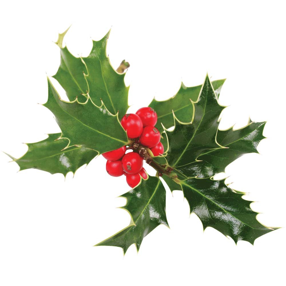 Holly Wall Decal Printed | Wallhogs