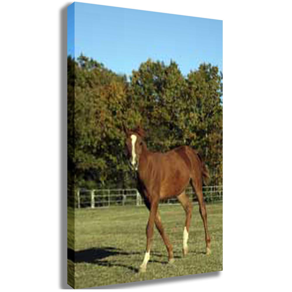Horse Portrait Canvas Printed & Stretched