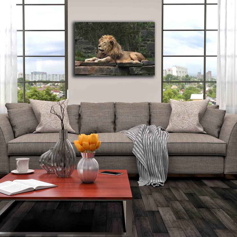 Lion Resting Portrait Canvas Print Installed