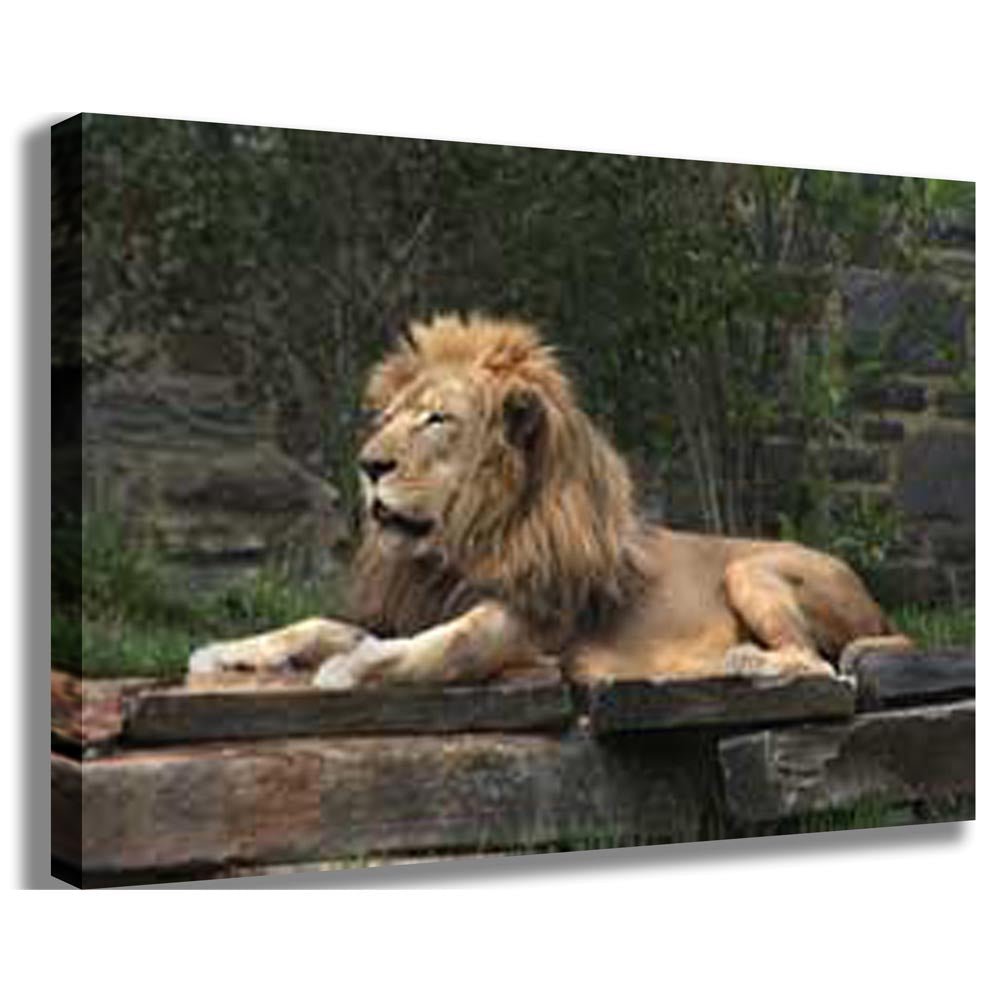 Lion Resting Portrait Canvas Printed | Wallhogs