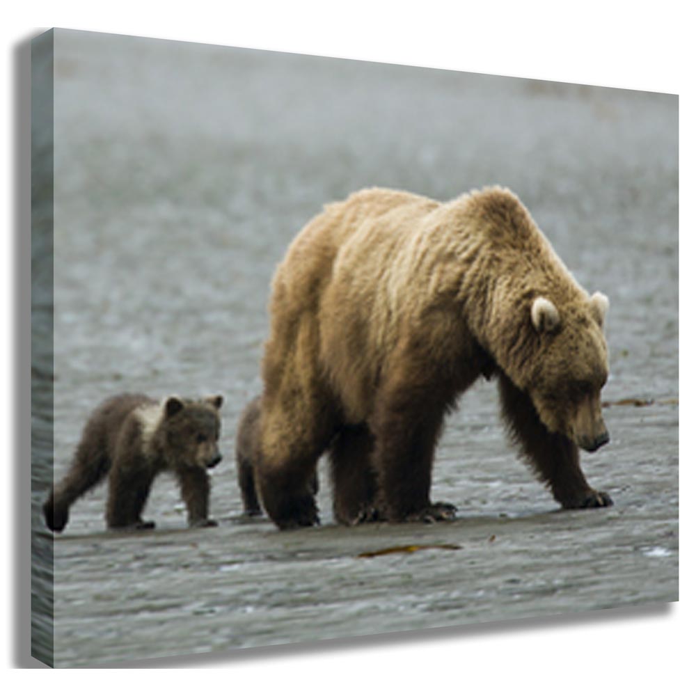 Mama & Baby Grizzly Canvas Printed | Wallhogs