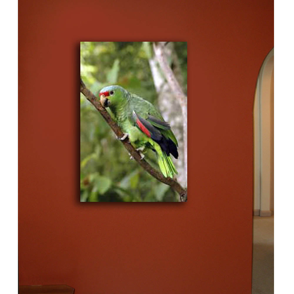 Parrot on a Branch Canvas Print Installed