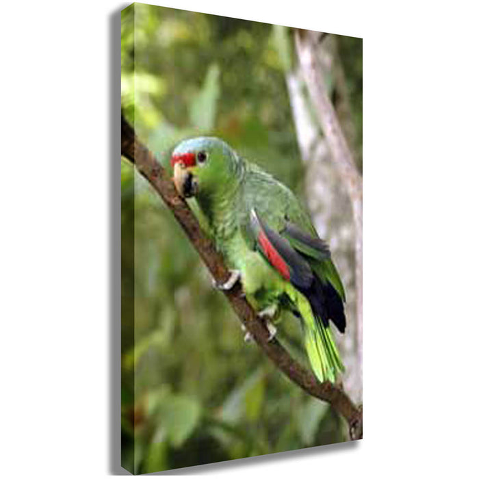 Parrot on a Branch Canvas Printed and Stretched