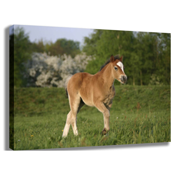Pony in a Field Canvas Printed and Stretched