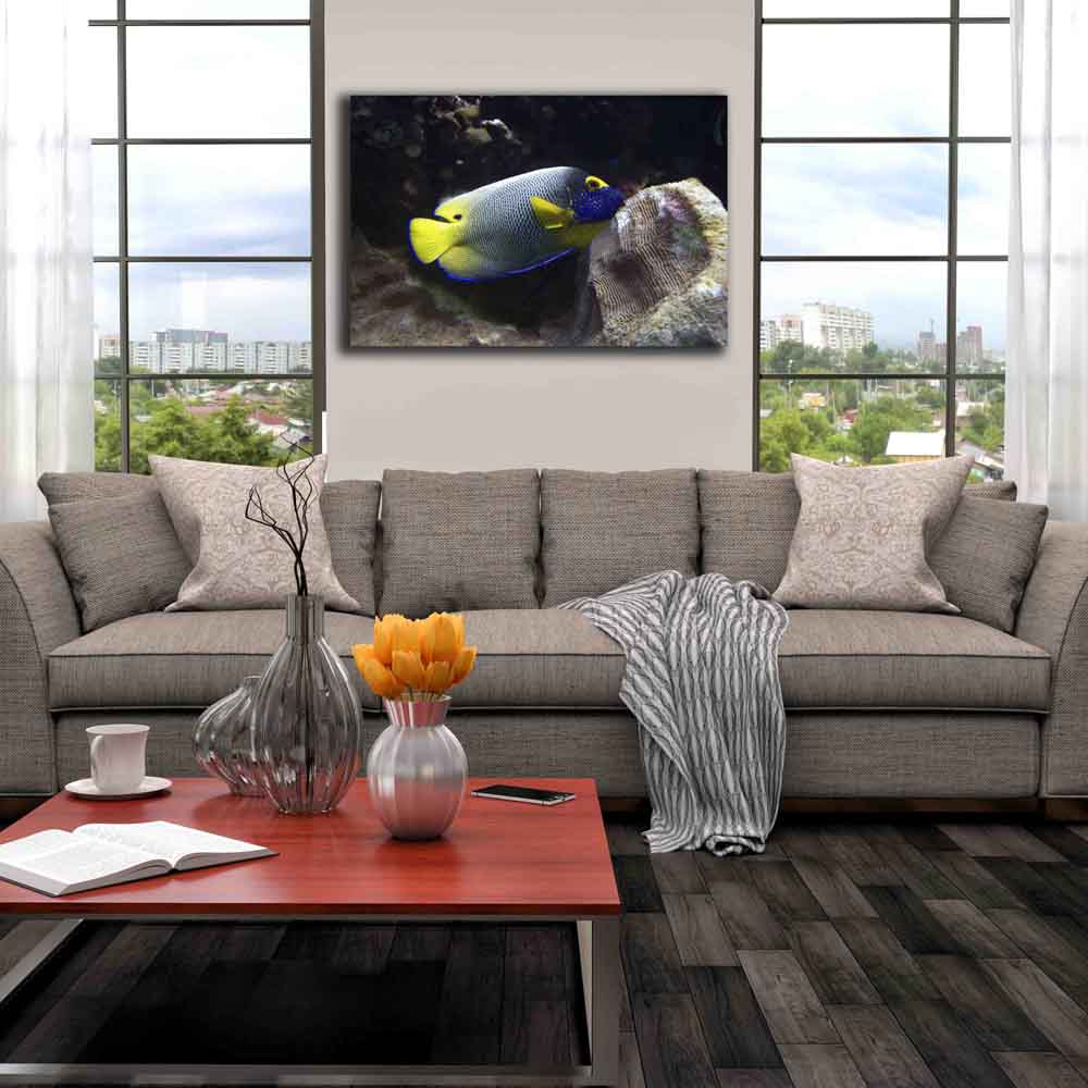 Reef Angel Fish Canvas Print Installed | Wallhogs