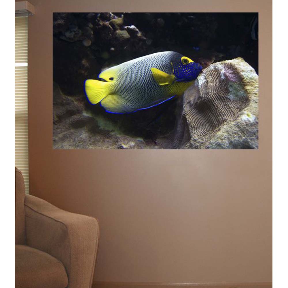 Reef Angel Fish Gloss Poster Installed | Wallhogs