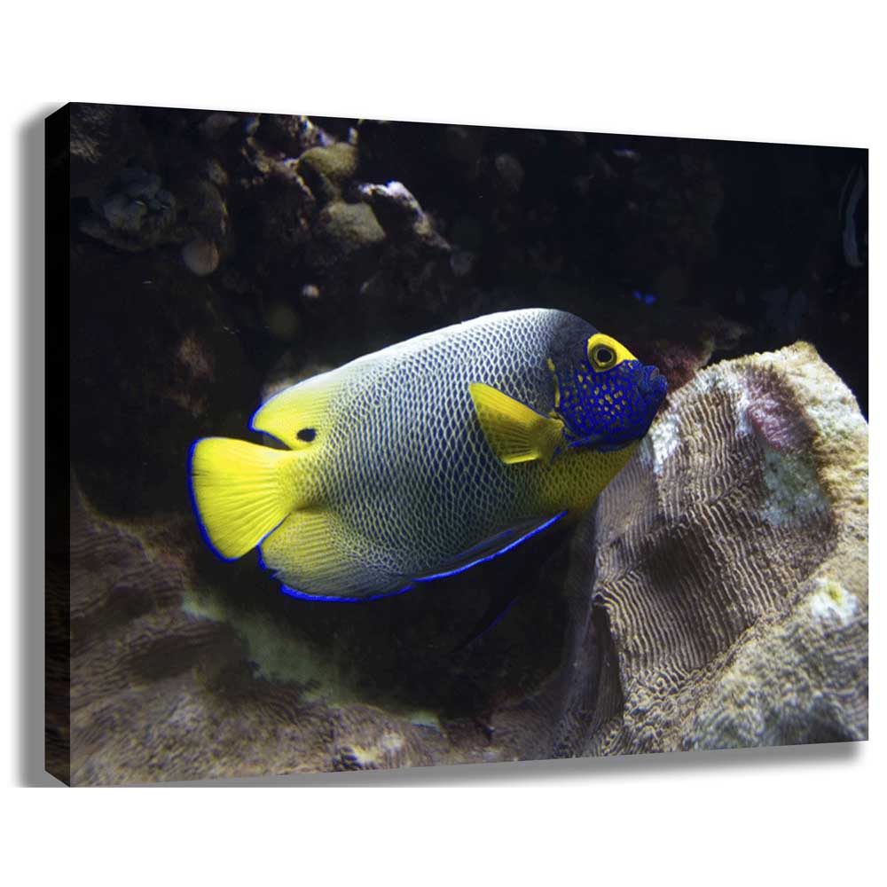 Reef Angel Fish Canvas Printed and Stretched