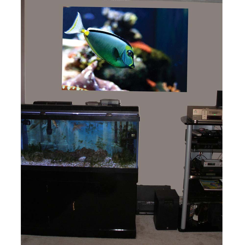 Reef Naso Tang Fish Wall Decal Installed | Wallhogs