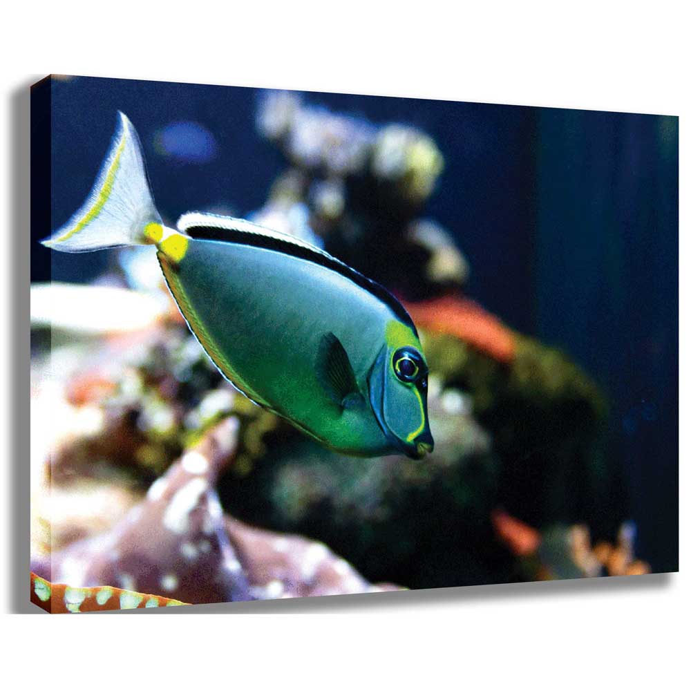 Reef Naso Tang Fish Canvas Printed and Stretched