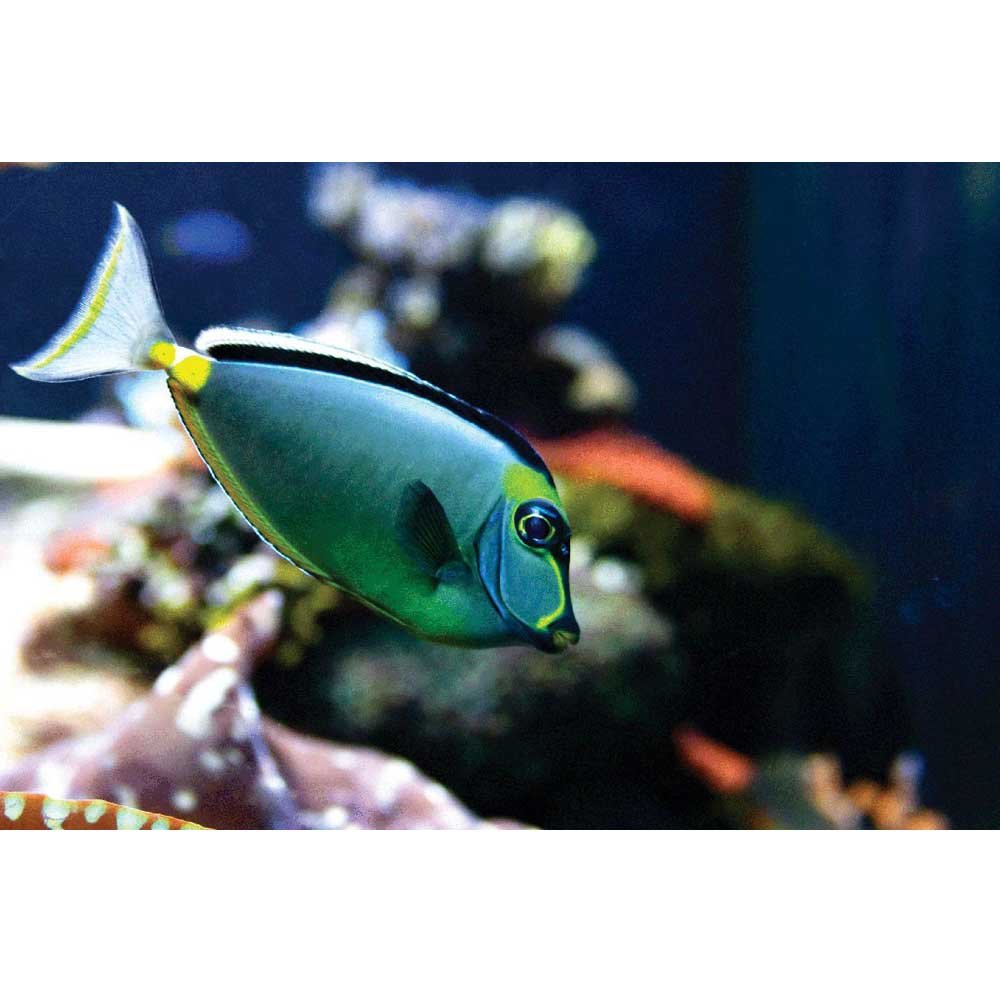 Reef Naso Tang Fish Wall Decal Printed | Wallhogs