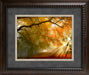 Forest Light Framed Art 19.25"x23.25"