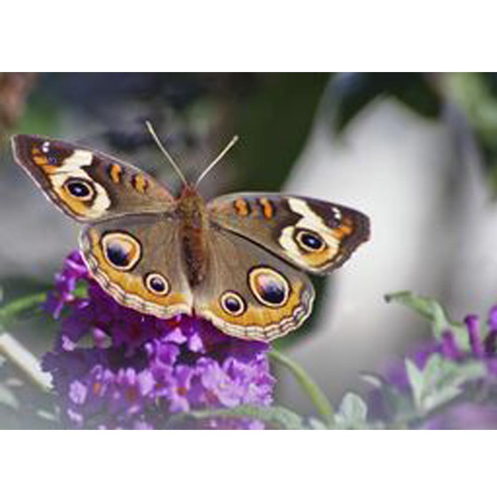 Spotted Butterfly on Purple Flower Gloss Poster Printed