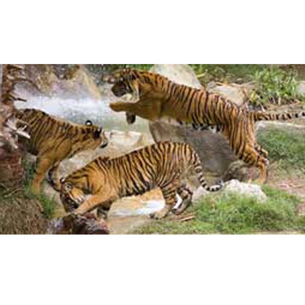 Tiger Gang Wall Decal Printed | Wallhogs