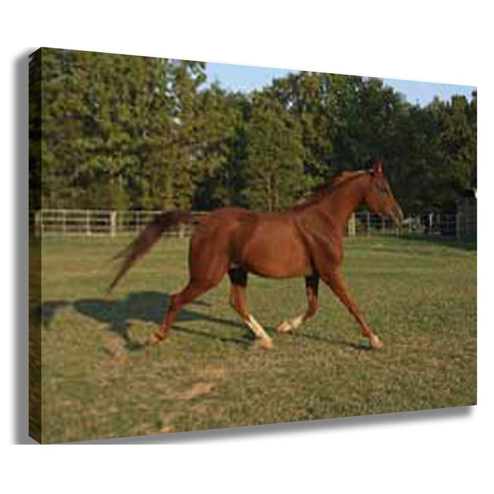 Trotting Horse Canvas Printed and Stretched