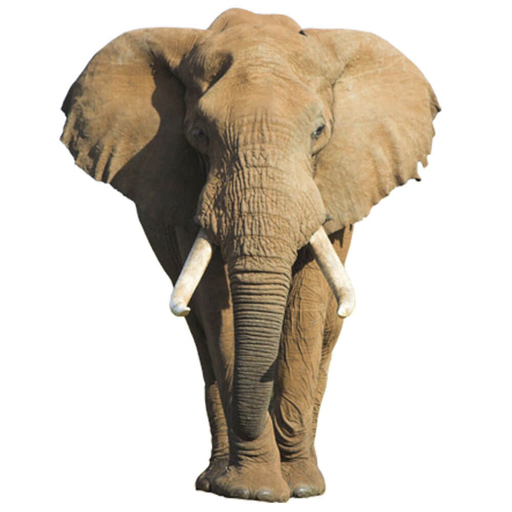 African Elephant Wall Decal Printed | Wallhogs
