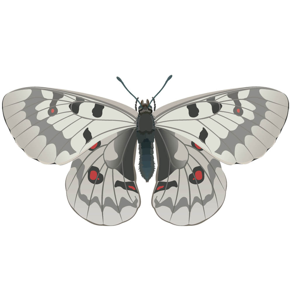 Apollo Butterfly Wall Decal Printed | Wallhogs